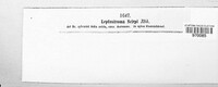 Leptostroma scirpi image